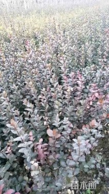 高度30厘米胶东卫矛