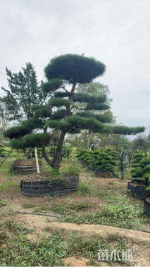 10公分造型黑松