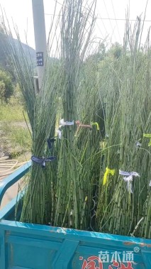 高度50厘米木贼