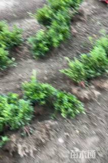 高度30厘米春鹃