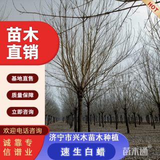 15公分速生白蜡