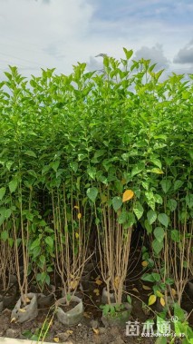 高度150厘米大红花