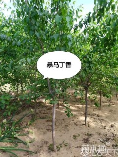 暴马丁香