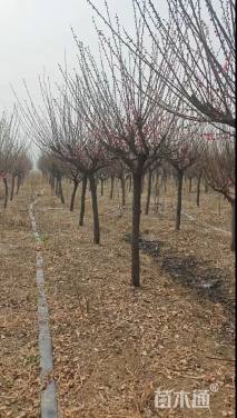 18公分骨里红梅