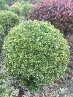 冠幅120厘米金边黄杨球