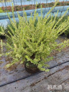 高度40厘米花叶香桃木