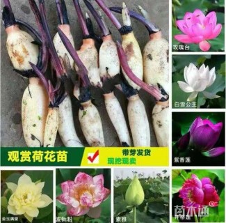 高度35厘米芦苇