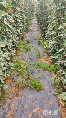 高度1.5厘米月季