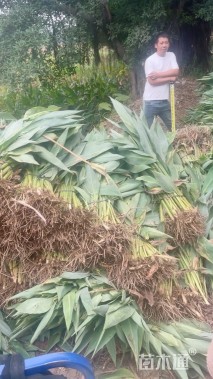 高度35厘米水生美人蕉