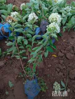 高度50厘米绣球