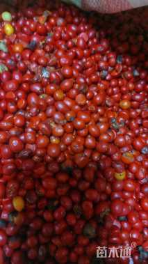 30公分乐昌含笑