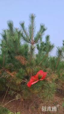 高度300厘米黑松