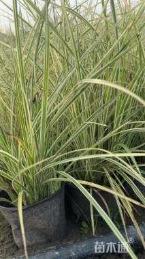 高度60厘米花叶芒