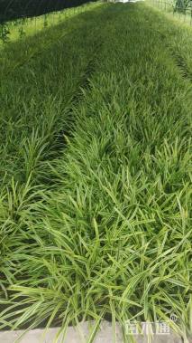 高度30厘米金边麦冬