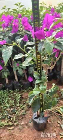 高度30厘米三角梅