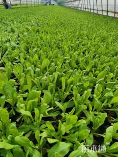 高度20厘米金盏菊