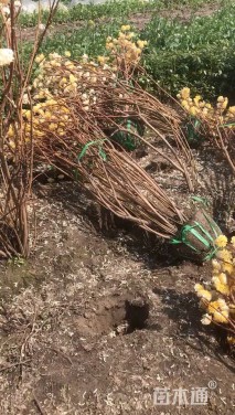 高度150厘米结香球