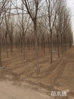 8公分榆树
