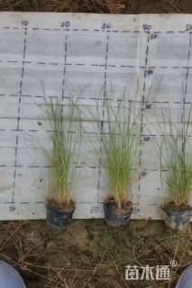 高度30厘米粉黛乱子草