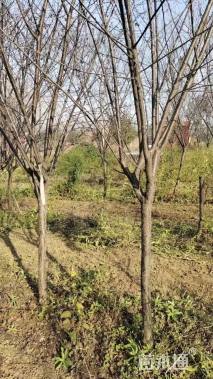 高度300厘米红叶榆叶梅