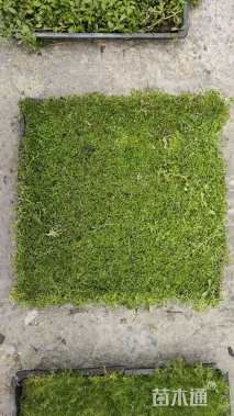 高度4厘米金莎蔓