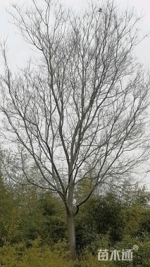 35公分朴树