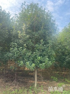 12公分高杆石楠