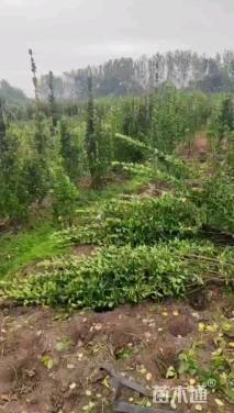 高度150厘米北海道黄杨