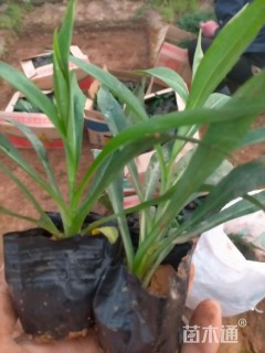 高度20厘米紫苑