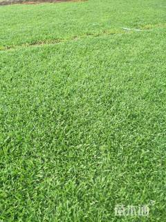 A-精品大叶油草