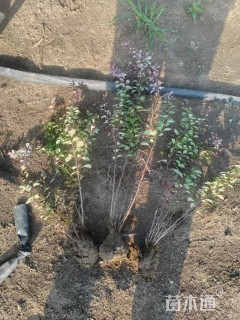 高度35厘米红叶小檗