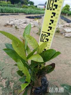 高度20厘米龙船花