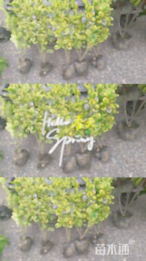 高度35厘米金边黄杨