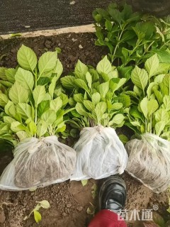 高度20厘米八仙花