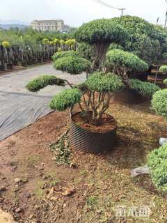 容器苗日本花柏