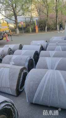 草毯状百慕大草