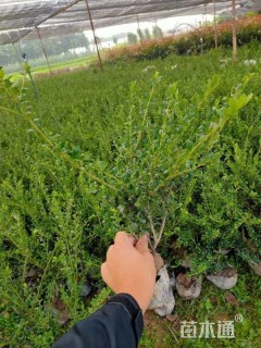 高度25厘米龟甲冬青