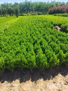 高度70厘米大叶黄杨