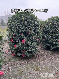 冠幅100厘米山茶花球