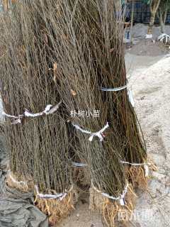 高度80厘米朴树小苗