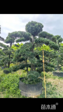 容器苗造型罗汉松