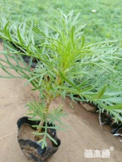 高度15厘米波斯菊