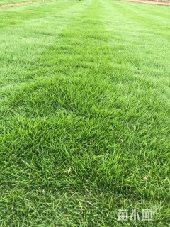 草卷状夏威夷草