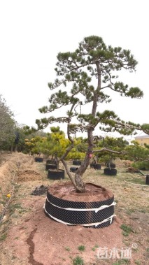 高度380厘米别墅松