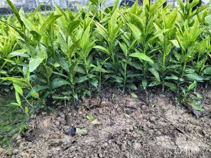 高度30厘米洒金珊瑚