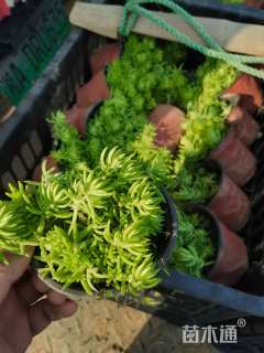 高度10厘米佛甲草