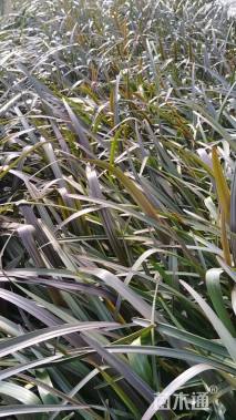 高度30厘米文殊兰