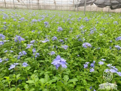高度30厘米蓝雪花