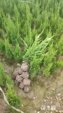 高度200厘米桧柏