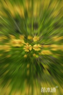 高度10厘米堆心菊